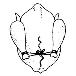 Ficelle De Cuisine 152 M -Cuisine Soldes Magasin 601080 3 1 Ficelle de cuisine 152 m